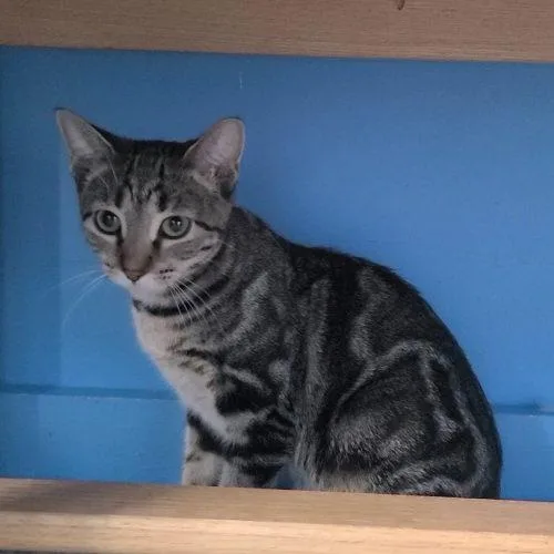 A baby small-sized female Domestic Short Hair cat named Ivy for adoption in Elizabeth, IL
