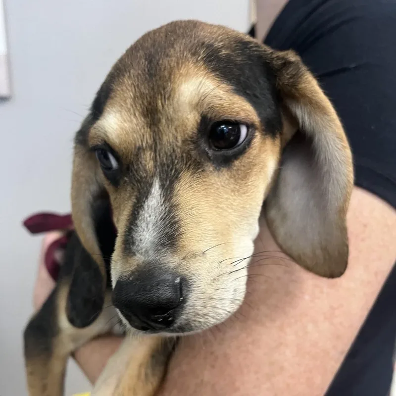A baby small-sized male Black Beagle dog named Billy for adoption in Lufkin, TX