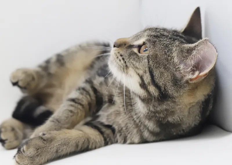 A baby small-sized female Tabby (Brown / Chocolate) Tabby cat named Bunny is THE best for adoption in Bedford Hills, NY