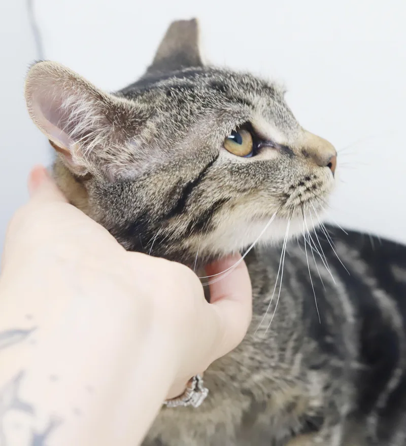 Bunny is THE best thumbnail 2