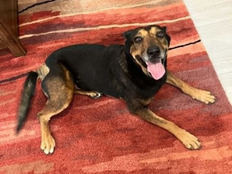 An adult medium-sized female Bicolor German Shepherd Dog dog named Maggie for adoption in Temple, TX