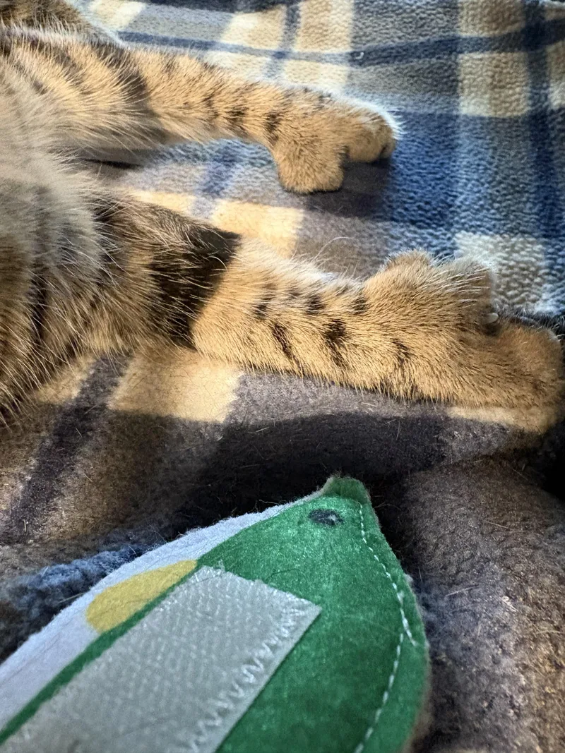 Georgina & Cannoli thumbnail 2