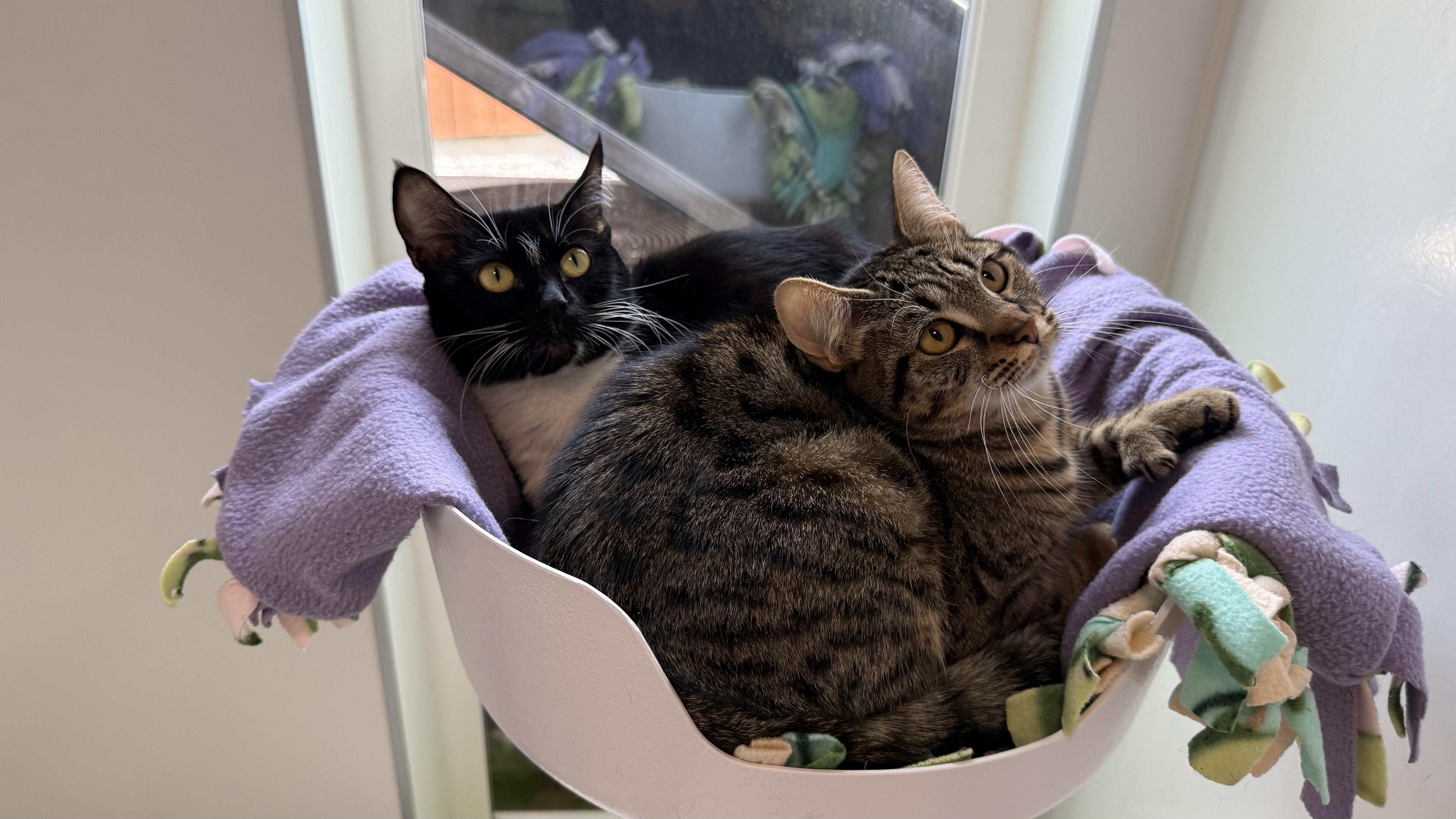 Georgina & Cannoli thumbnail 3