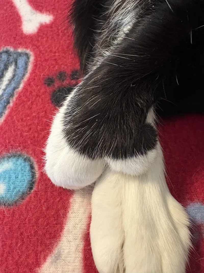 Georgina & Cannoli thumbnail 4