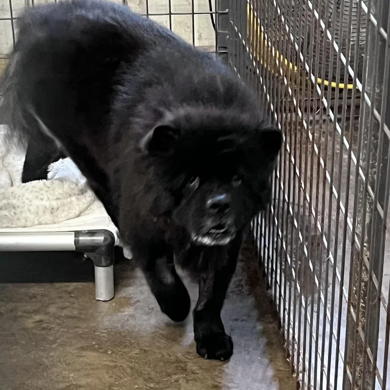 An adult medium-sized male Black Chow Chow dog named Zeus for adoption in Sarasota, FL