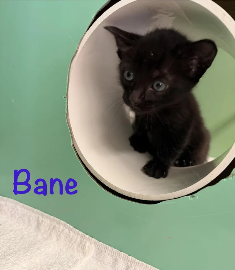 A baby medium-sized male Domestic Short Hair cat named Bane for adoption in Crescent City, CA