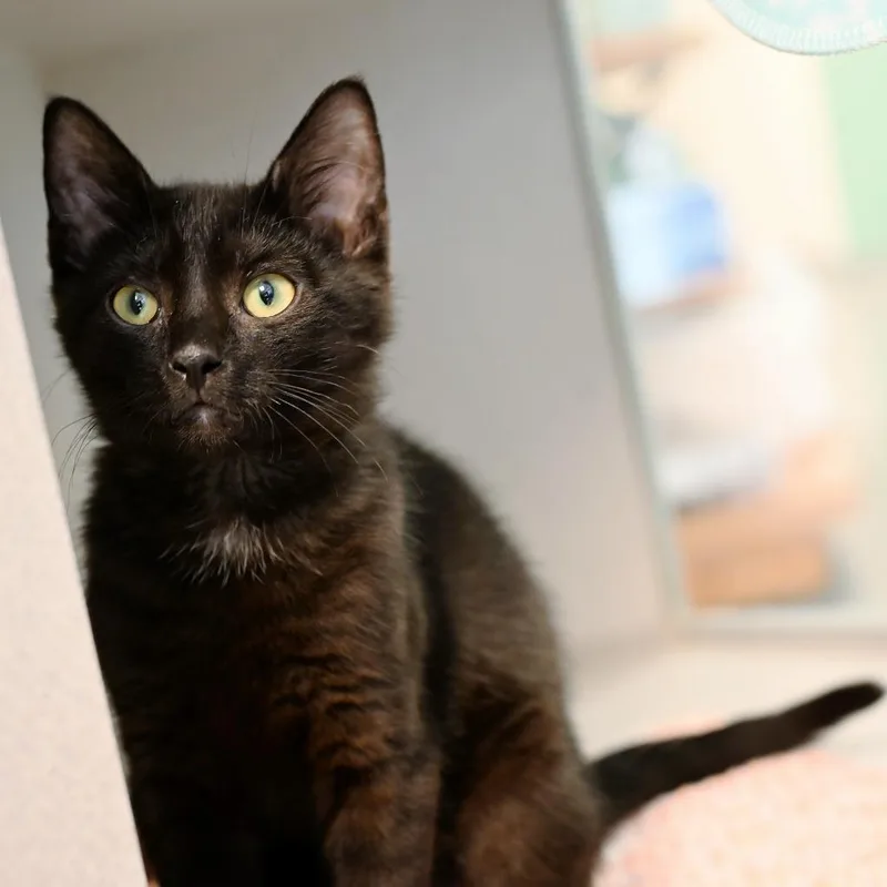 A baby medium-sized male Domestic Short Hair cat named Rowdy for adoption in Shoreline, WA