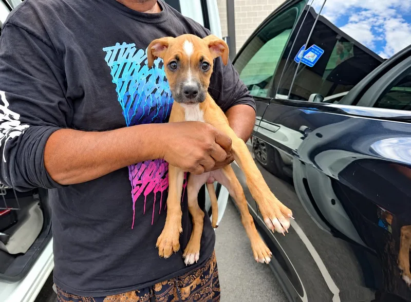 A baby medium-sized female Labrador Retriever dog named Bernie for adoption in Uxbridge, MA