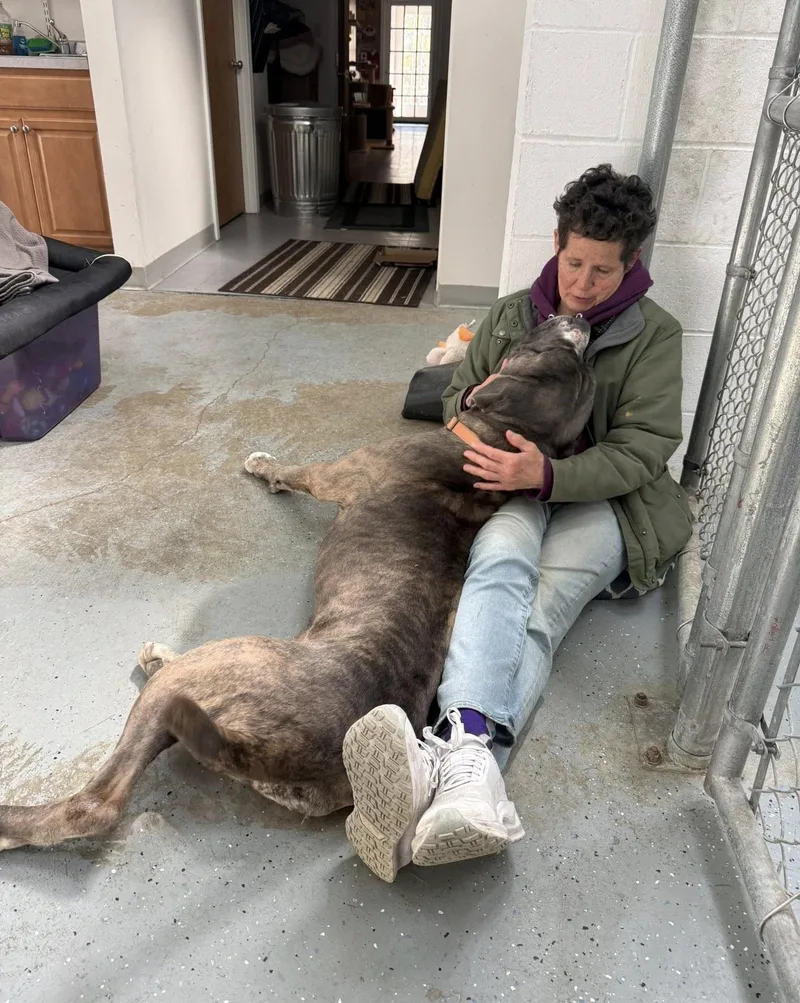 A young extra large-sized male Brindle Cane Corso dog named Scoobydoo for adoption in Ashland, MA