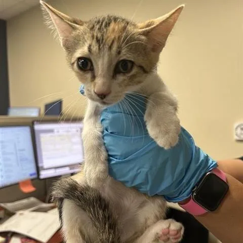 A baby small-sized female Calico Domestic Short Hair cat named Beez for adoption in San Antonio, TX