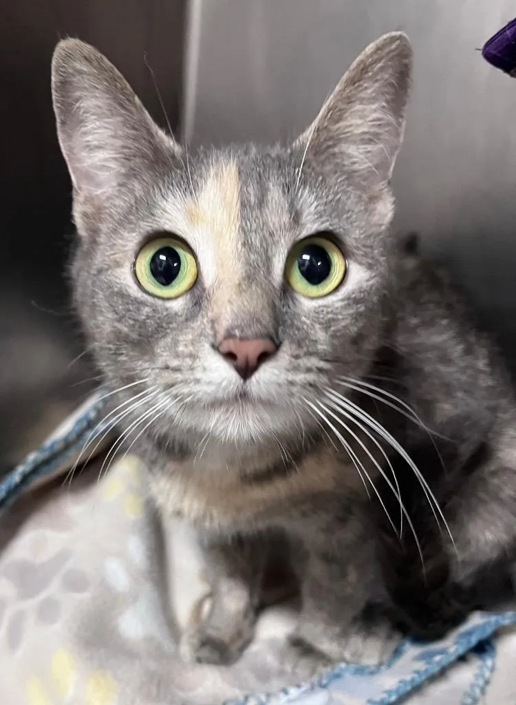 A young medium-sized female Domestic Short Hair cat named Bug for adoption in Cincinnati, OH