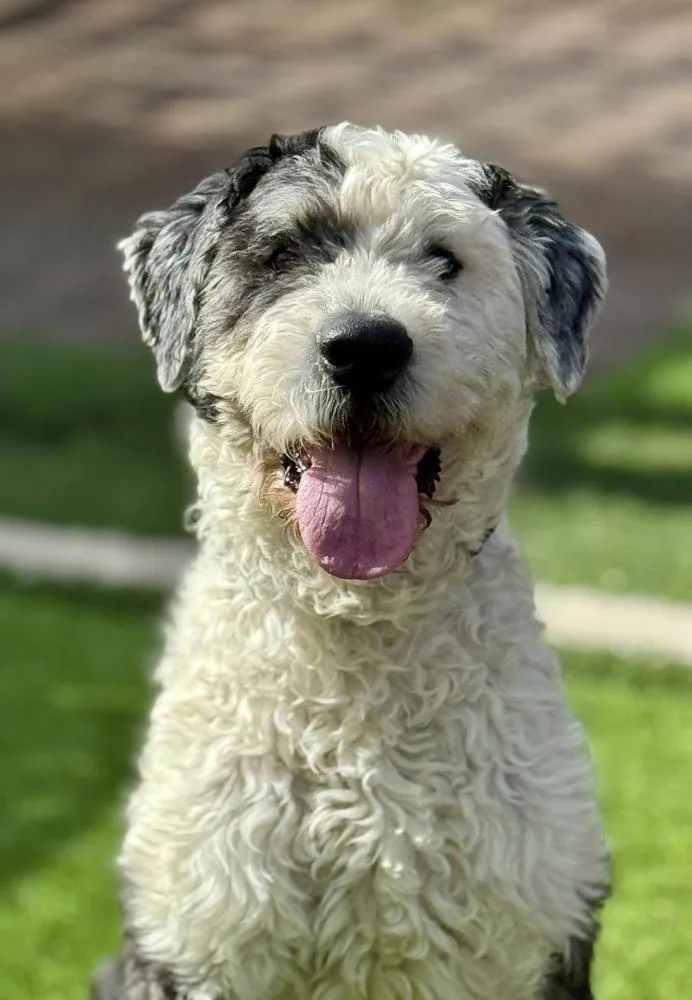 An adult large-sized male Old English Sheepdog dog named Duke for adoption in Littleton, CO