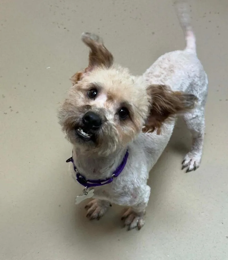 An adult small-sized male Shih Tzu dog named Rocket for adoption in Elkhart , IN