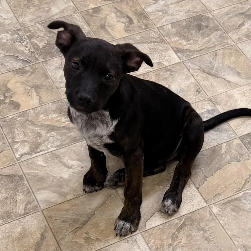 A young medium-sized female Black Australian Cattle Dog / Blue Heeler dog named Chanel for adoption in Pilot Point, TX