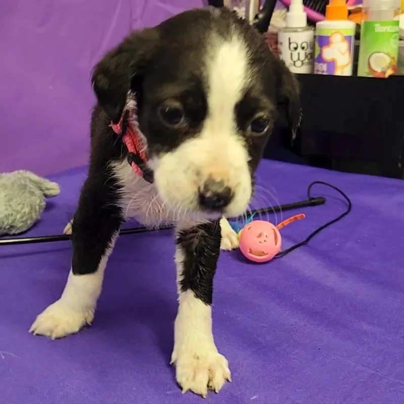 A baby small-sized female Black Mixed Breed dog named Nesta for adoption in North Myrtle Beach, SC