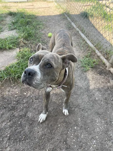 An adult medium-sized female Staffordshire Bull Terrier dog named Mimi for adoption in Houston, TX