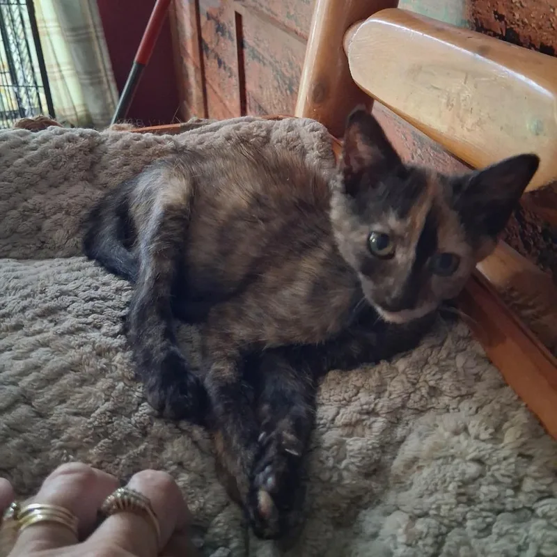 A baby small-sized female Tortoiseshell Domestic Short Hair cat named Pheobe for adoption in Springfield, IL