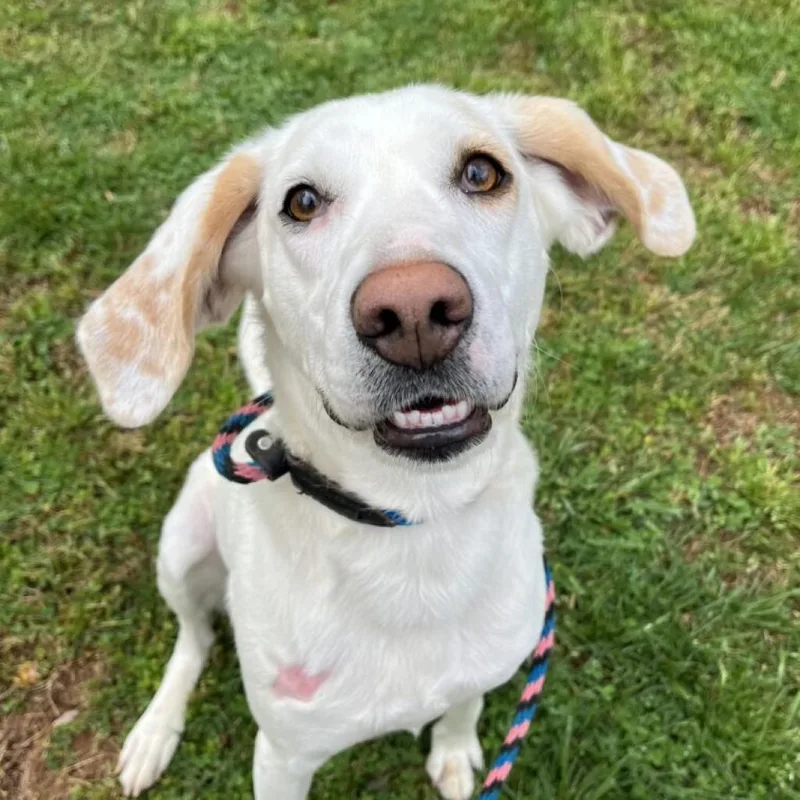 A senior medium-sized male White / Cream Hound dog named Aspen for adoption in Aldie, VA