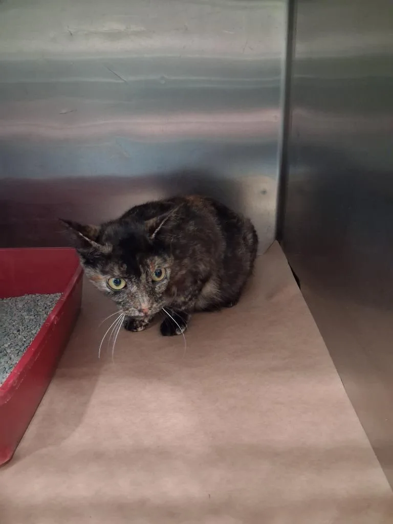 A young large-sized female Domestic Short Hair cat named Shirley for adoption in Cartersville , GA