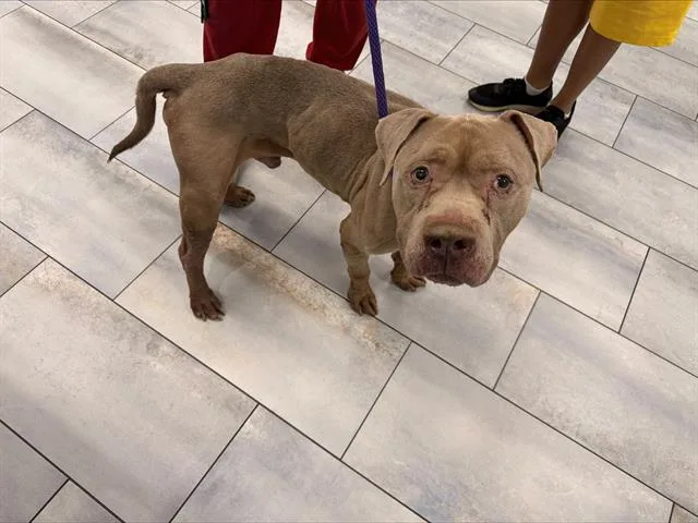 An adult medium-sized male Pit Bull Terrier dog named Fabrizio for adoption in Charlotte, NC