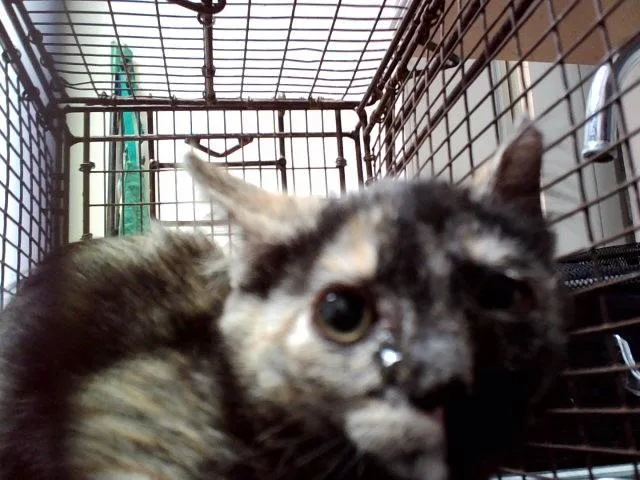A baby small-sized female Domestic Medium Hair cat named Carmilla for adoption in Martinez, CA