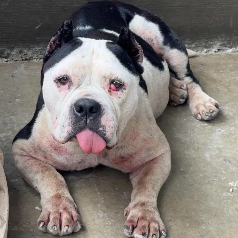 An adult medium-sized female Black English Bulldog dog named Rain for adoption in Morganfield, KY