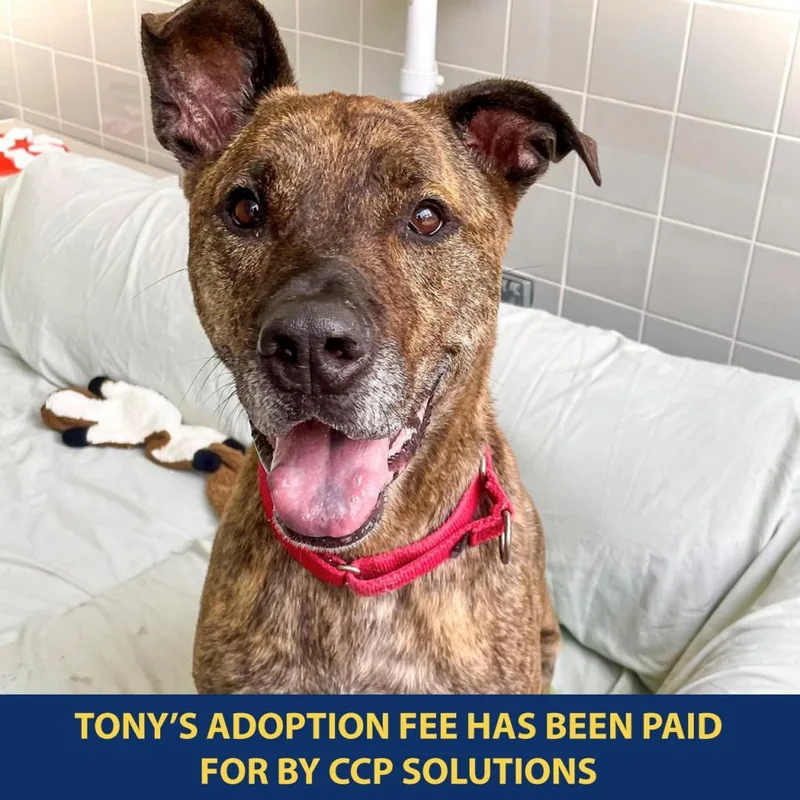 Tony thumbnail 3