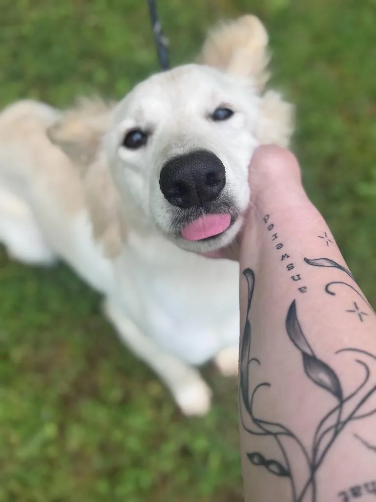 A young medium-sized female Mixed Breed dog named Ellie for adoption in Russellville, KY