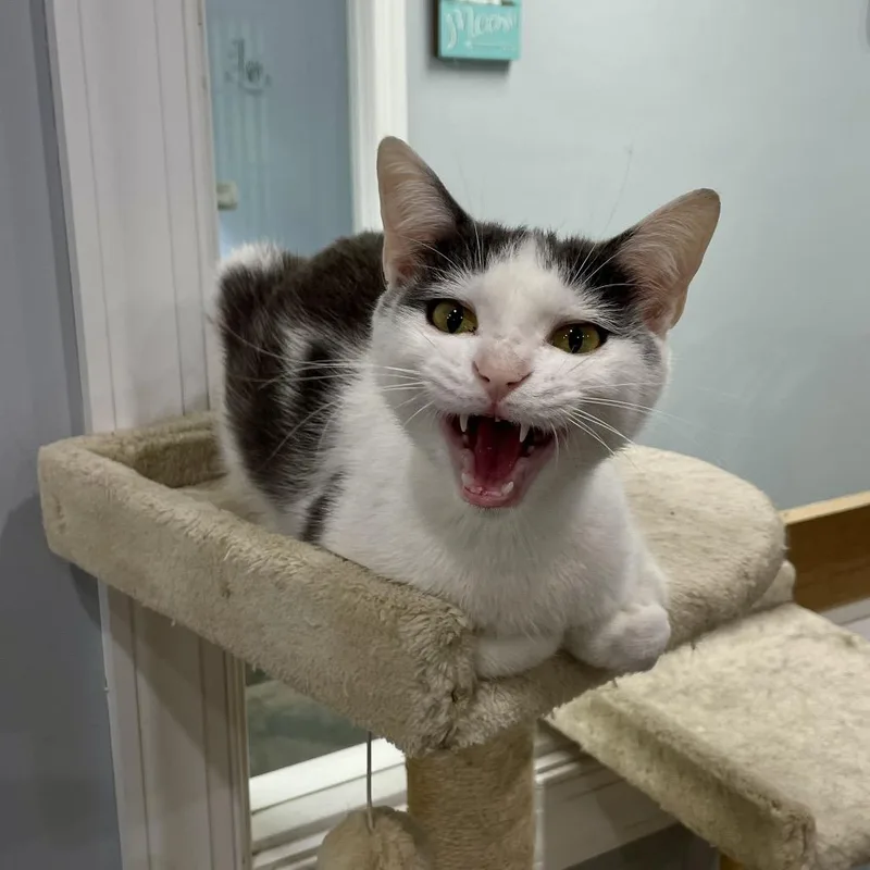 An adult medium-sized female White Domestic Short Hair cat named Courtney Love for adoption in Fairmont, WV