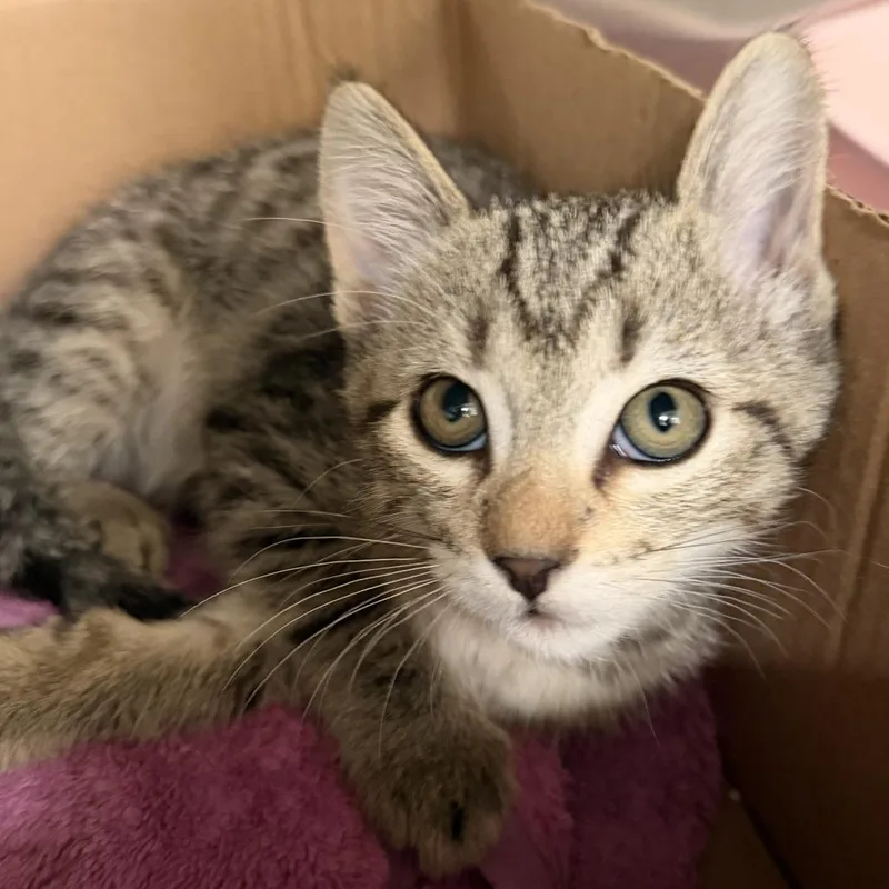 A baby small-sized male Domestic Short Hair cat named Kirk Douglas for adoption in Los Angeles, CA