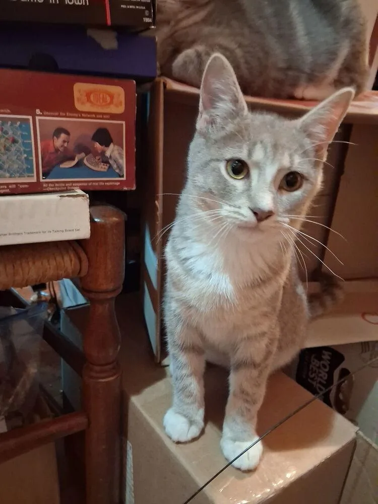 A baby small-sized female Gray / Blue / Silver Domestic Short Hair cat named Nina for adoption in Hudson, NH