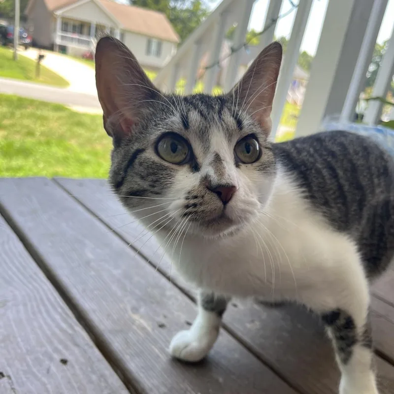 An adult medium-sized male Brown / Chocolate Domestic Short Hair cat named Silly Putty for adoption in Greensboro, NC