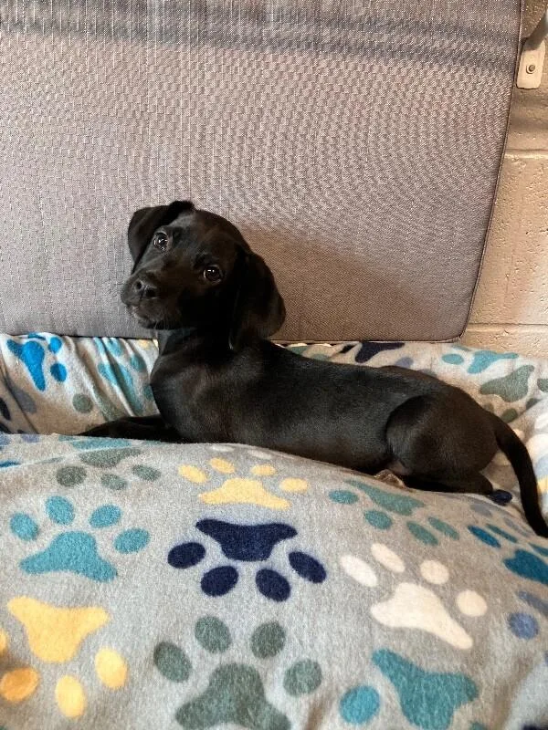A young medium-sized male Black Labrador Retriever dog named Sylvan for adoption in Jackson, TN