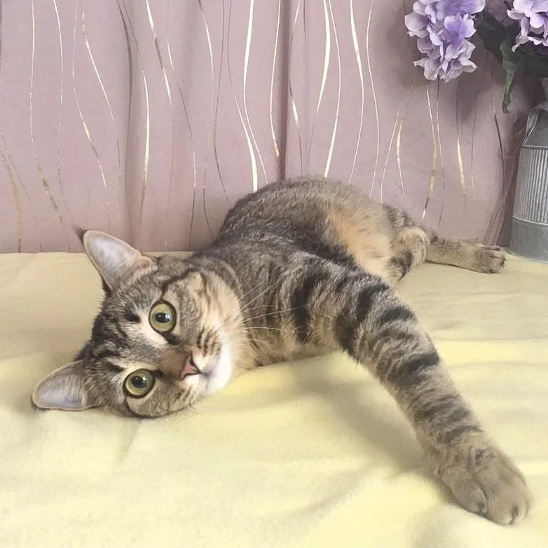 A young medium-sized female Tabby (Brown / Chocolate) American Bobtail cat named Princess for adoption in Long Beach, MS