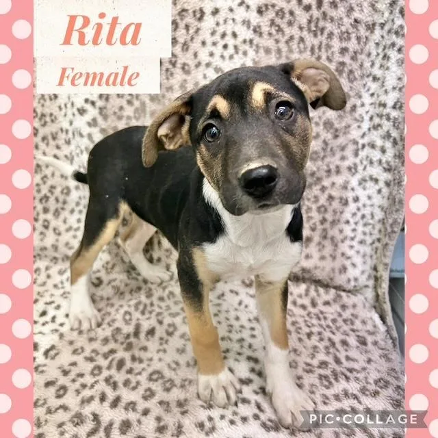 A baby medium-sized female Mountain Cur dog named Rita for adoption in Manchester, CT