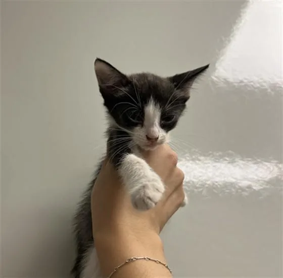 A baby small-sized female Domestic Short Hair cat named Leia for adoption in Ontario, CA