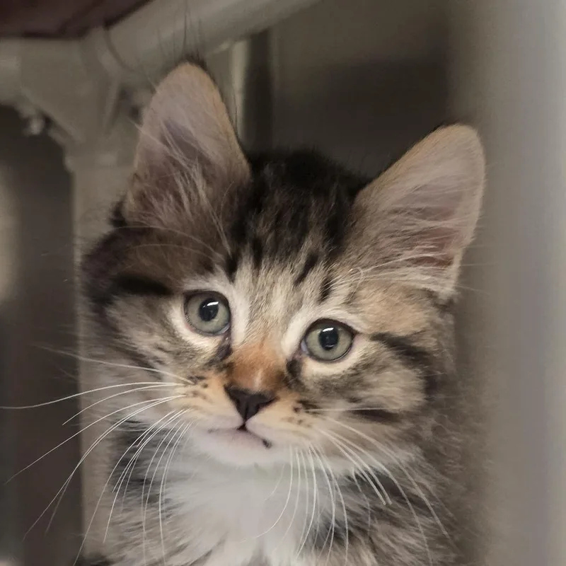 A baby small-sized male Domestic Medium Hair cat named Marley Avail on  for adoption in Kennebunk, ME