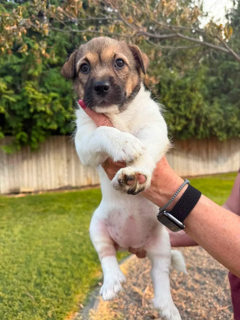 A baby small-sized female Labrador Retriever dog named Justice for adoption in West Richland, WA