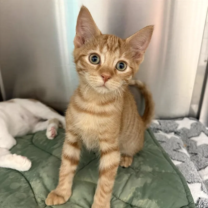 A baby small-sized male Orange / Red Domestic Short Hair cat named Bowser for adoption in Fort Lauderdale, FL