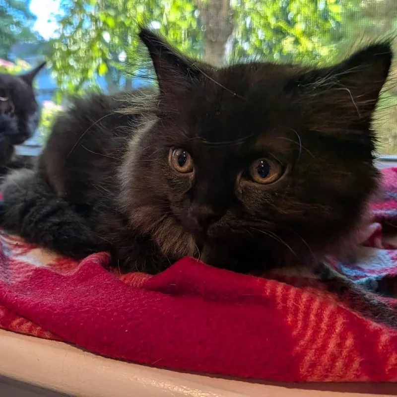 A baby small-sized female Black Domestic Medium Hair cat named Ragna for adoption in Wakefield, MA
