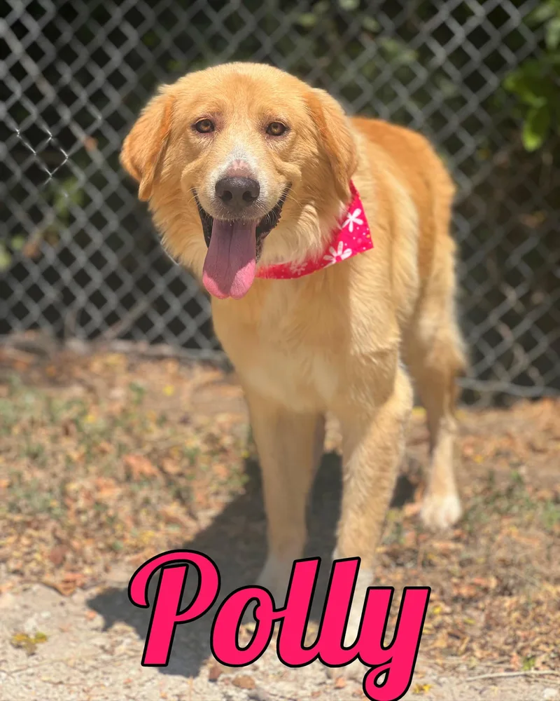 Polly thumbnail 4