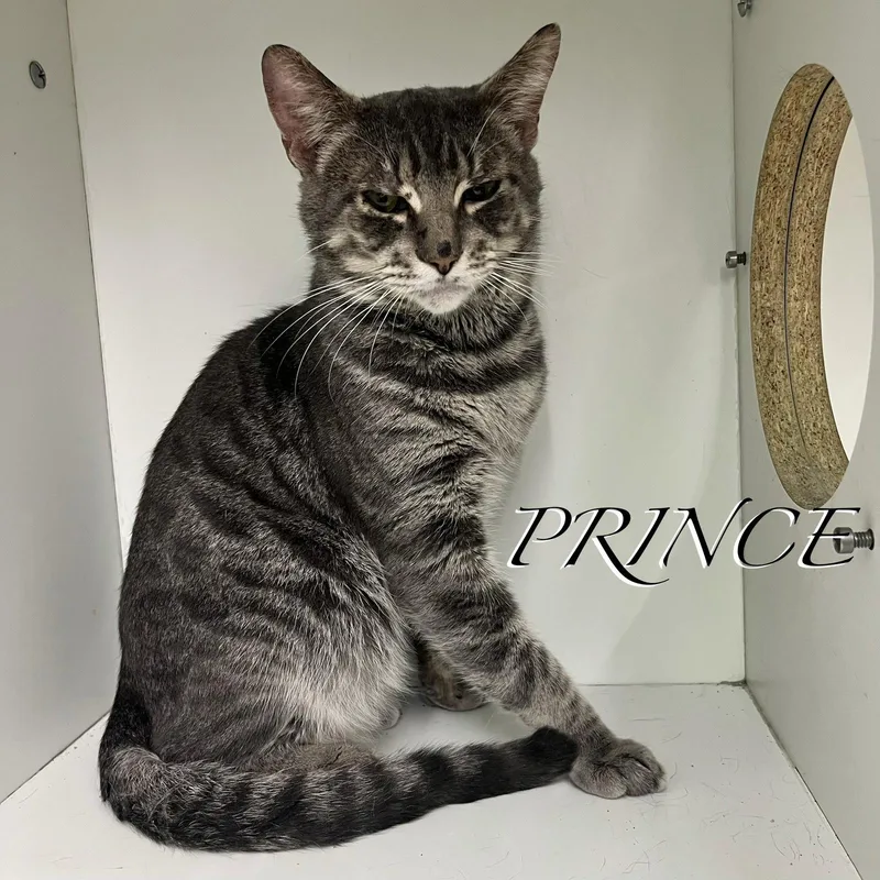 An adult medium-sized male Gray / Blue / Silver Domestic Short Hair cat named Prince for adoption in Spring Lake, NJ