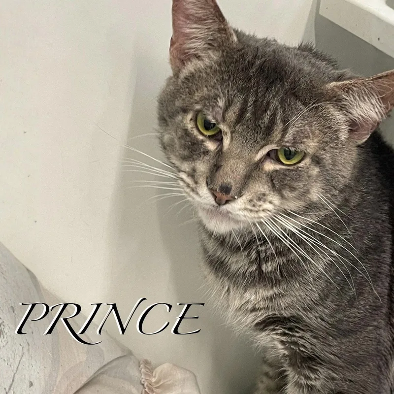 Prince thumbnail 2