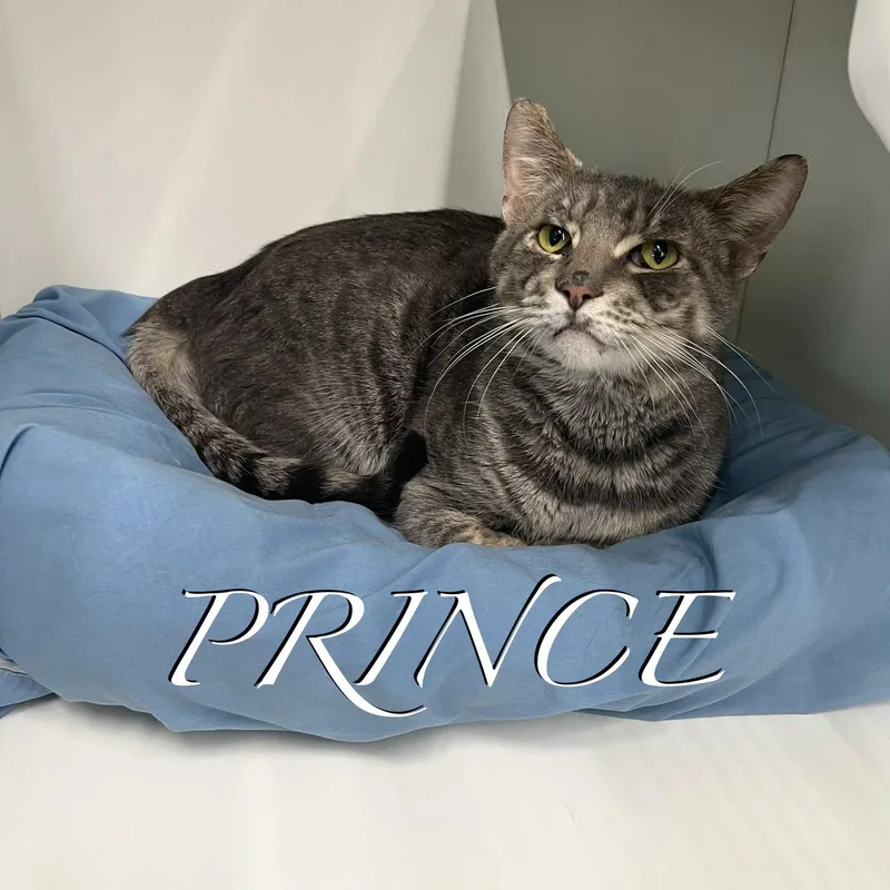 Prince thumbnail 3