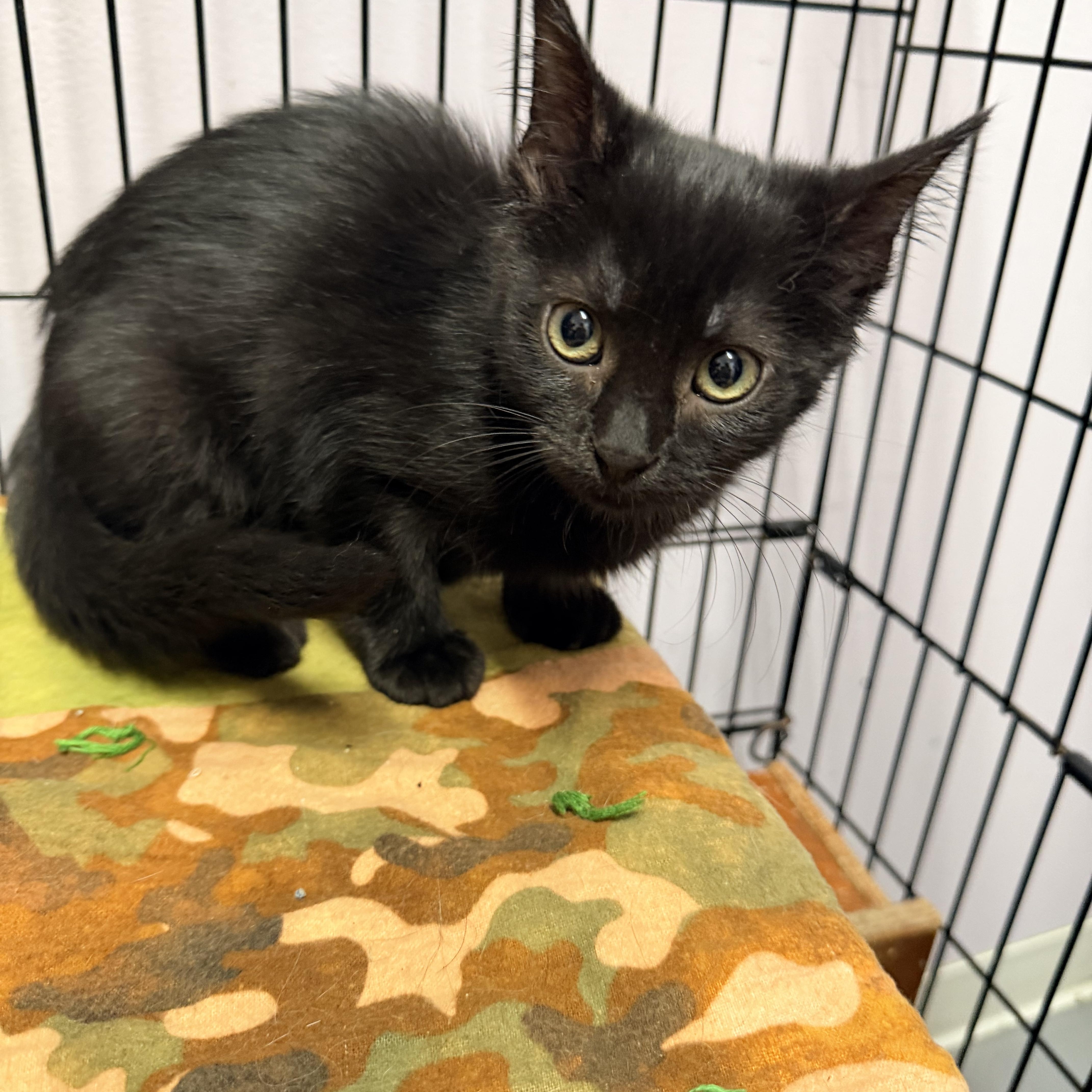 A baby medium-sized female Black Domestic Short Hair cat named Betty for adoption in Logan, OH
