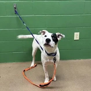 A young medium-sized male Mixed Breed dog named Werewolf Willy for adoption in East Smithfield , PA