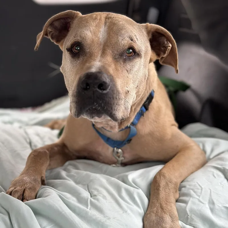 Charizard thumbnail 3