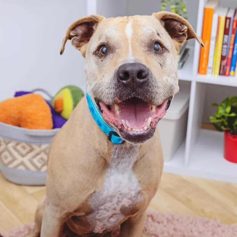 Charizard thumbnail 5