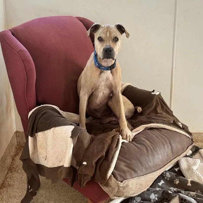 Charizard thumbnail 6