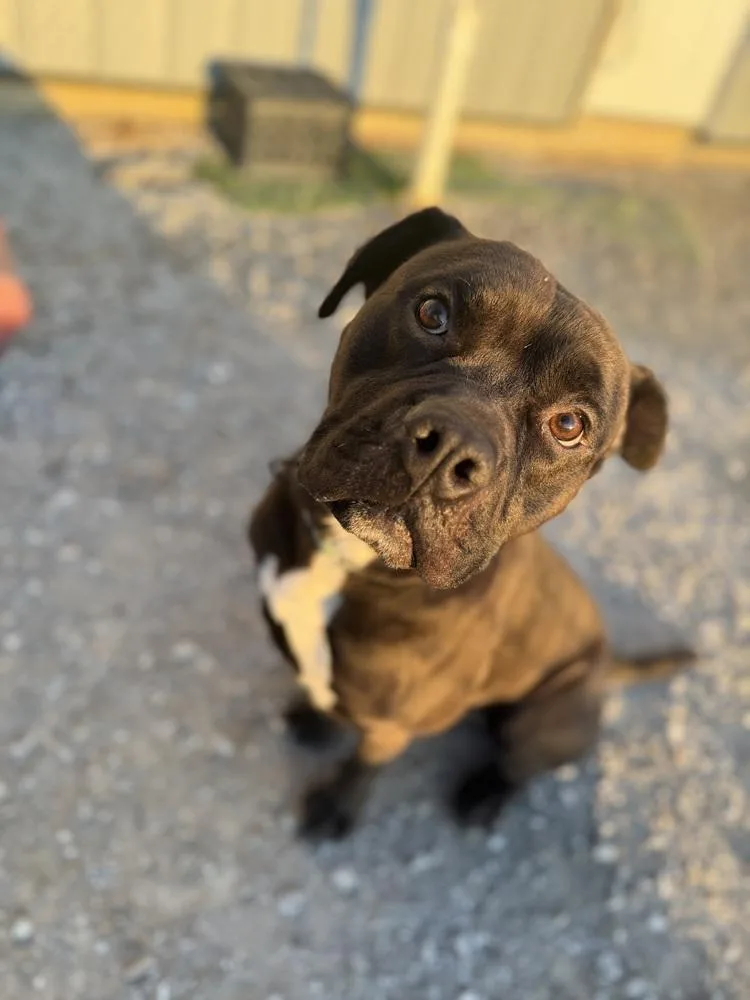 Zeus Maximus thumbnail 3